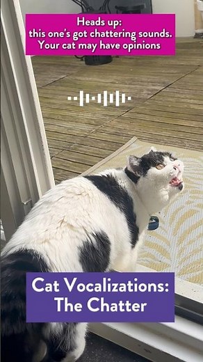Your Cat Sees a Bird and Then THIS Happens: Understanding Cat Chattering