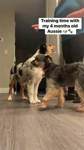 never had an Aussie before. As a first-time Aussie owner, I’m amazed at how smart they are! #aussie