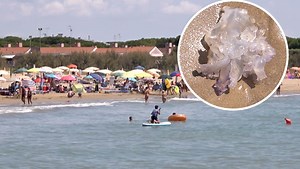 Vermiesen Quallen uns jetzt die Italien-Ferien?