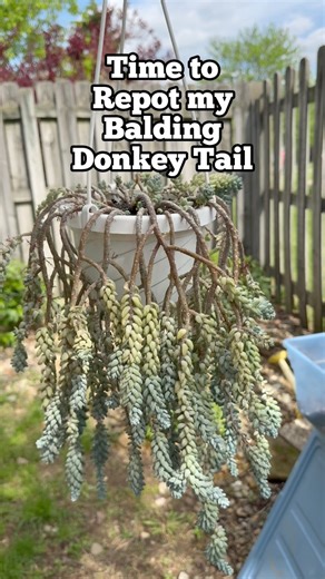 Repotting my OG Donkey Tail! This was my very first donkey tail. The one that made me fall in love with this plant. I’ve had it many years and it had lots of balding.Normally, I’d cut the stems, let them callous & root and then repot. But tons of roots were already growing out of the stems so I decided to just give her a hair cut and plop those roots right into the soil. #donkeytail #succulent #plant #plants #repot #kristyslifestyle | Kristyslifestyle