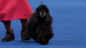 2024 NDS: Cocker Spaniel (Black)