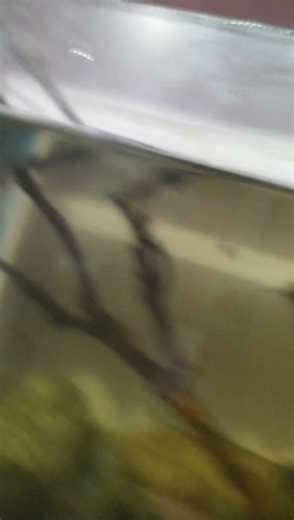 So the mating season of snails has began ...these are apple snail and red ramshorn snail ... Uhh can featured them in natural acquarium .... #aquarium #snail #SmallZoo #snailset | Barsha AQsa