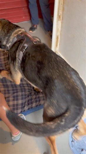 Look at how amazing Bruno is! Learning “go to bed”, and is happily being taught by a 7 year old! He is food motivated and always ready to learn. This gentle giant loves to play with toys and roll around in the grass. 🥰 Bruno is the longest resident at the shelter. He has been here for 8 long months!! Bruno is 4 years old, he is good with most other dogs, he loves all people, and he just light up the room when he walks in. 🥰 Although, It seems to us, he would not be a good fit with cats in the 
