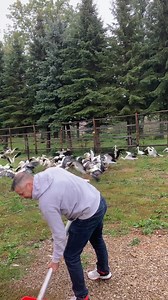 539K views · 8.9K reactions | 100 bocianów, głównie ofiar postrzałów,...