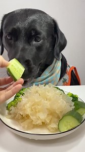 1.8K views · 44 reactions | Dog eat so cute #dog #eat #dogeat #mukbang #fyp #tiktok #eating #foryou | Lover Animal | Facebook