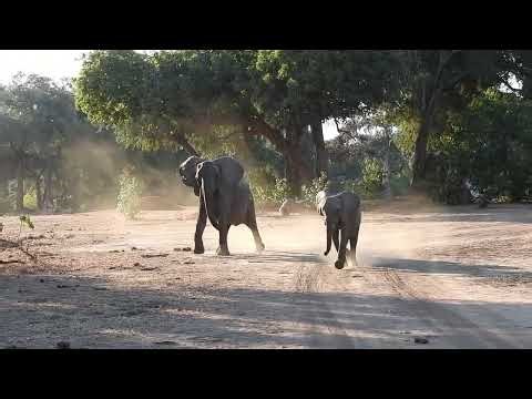 Elephants on the run in Mana Pools 🐘