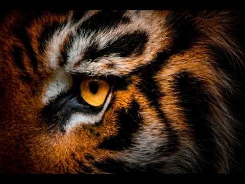 Eye of the Tiger (1989 Thrash Metal Version)