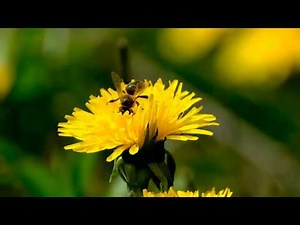 Butterflies Flying in Slow Motion -Houston Butterfly Museum