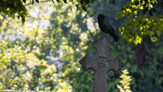 Crows Hold “Funerals” For Their Dead, But The Service Can Get Weird