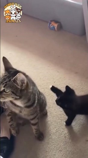 😹 Surprised Cat CHAOS! 😂 | Funny Cat Moments | ‪@wwianimals.official‬