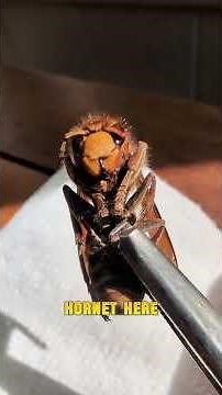 Hornet or Wasp? What's the Difference?