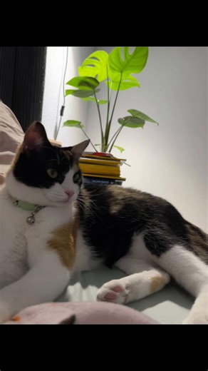 Exploring the Jungle Cat: A Fascinating Wild Companion