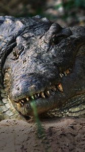 When a mother crocodile leaves her nest unattended, a Nile monitor takes the opportunity to steal her eggs. Katavi: Africa's Fallen Paradise premieres Wednesday, April 2 at 8/7c on PBS. | Nature | PBS