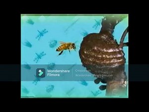 Elmo's World Quizzes Bugs Cool #elmo #elmosworld #sesamestreet #quiz