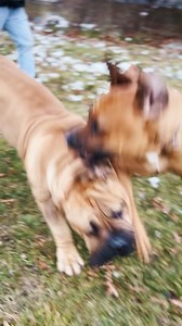 Female Boerboel showed a burst of aggression toward the huge male. Instead of reacting, he stayed calm and collected. What looked intense at first quickly turned into playful chasing. Just another moment of fun between two powerful dogs 💯🔥. #monday #mondaymood #mondaymotivation #mondaymantra #happymonday #feature #mastiff #dogs #boerboel #boerboelsofinstagram #southafricanboerboel #boerboels #boerboelpuppy #boerboellove #boerboelmastiff #boerboellife #boerboelmoments #boerboelfans #boerboelofi