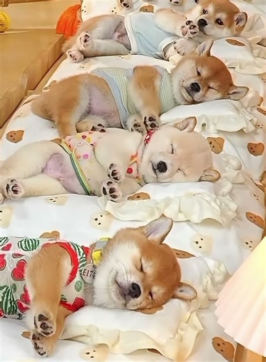 この小さな手、ついぎゅっとしたくなっちゃうね。These tiny paws just make you want to squeeze them!