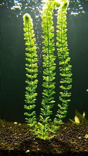 🌿✨ Parrot’s Feather (Myriophyllum aquaticum) – Aquatic Growth Time-Lapse