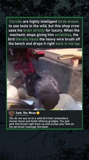 CROW DEMANDS MORE PETS