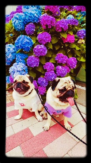 [PUG] お花好きのパグたちFlower-loving pugs 🌸#パグ #pug #哈巴狗 #mops