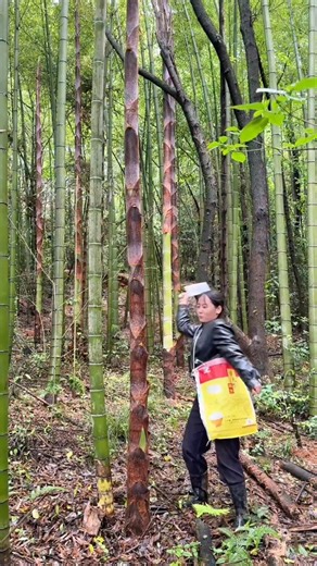 Amazing Take Down Bamboo Shoot #amazing #farming #bamboo #viral #fruit #farmlife #wildlife
