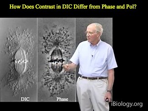 Differential Interference Contrast (DIC) Microscopy