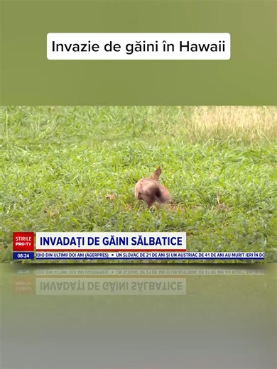 Invazie de găini sălbatice în Hawaii