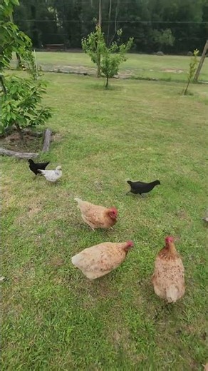 chooks always chasing me around