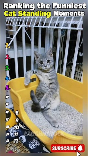 Ranking the Funniest Cat Standing Moments | Top 12 Hilarious Cat Moments