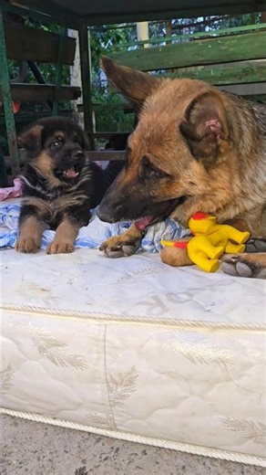 😂Mom, give me back my toy! A cute, funny German Shepherd puppy and his huge, greedy mom.
