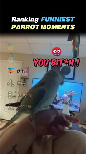 Ranking FUNNIEST PARROT MOMENTS Core Moments!! 🦜😂
