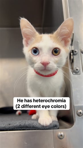 Have you ever seen this?! Pudding has one blue eye and one green - a rare genetic expression called heterochromia! 💙💚 Less than 1% of cats have heterochromia! Don't worry - it's not harmful, just beautiful. Come on in to adopt Pudding at Peggy Adams! | Peggy Adams Animal Rescue League