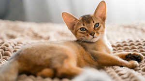 Voici les 6 races de chats les plus calmes et qui miaulent le moins, d’après leur personnalité