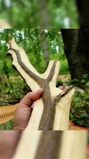 This Tree Can Make You Thousands!? 😳 The Truth About Agarwood
