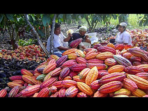 Cocoa Harvesting Process | Cocoa Processing | How To Make Chocolate From Cocoa