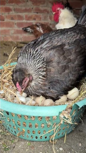 Finally! Hen is ready to hatch her babies