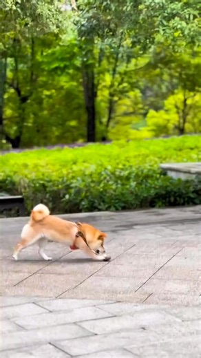 It's a new toy! 🤣🥰 | Shiba Inu Life