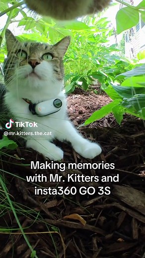 Capturing Cat Moments with Insta360 GO 3S
