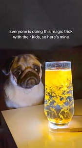 96K views · 41K reactions | Her “☹️” face may say otherwise, but I think Mosy was impressed 彩 #pug #dog #dogsofinstagram #pugsofinstagram #WeeklyFluff | Loulou the pug | Facebook