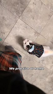 My Lewis is wanting to train in public! 🥺 #serviceanimal #servicecat #migrainealert #cattraining #kitten #kittentraining #cats #catoftheday #whitecat #lewisthecat #serviceanimals #highheartrate #pots #medicalalert #medicalalertcat #lewisthecat #serviceanimaltraining #potsserviceanimal | Raw Fed Kitties