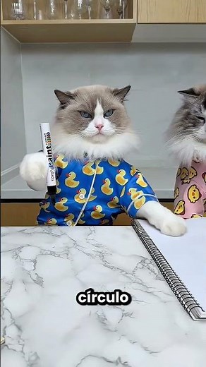 This Cat Worked Magic With A Marker 😱