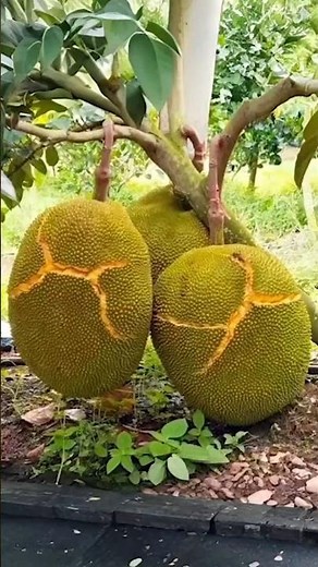 Grow Two Fruits in One Tree: Mango & Jackfruit Grafting Step-by-Step