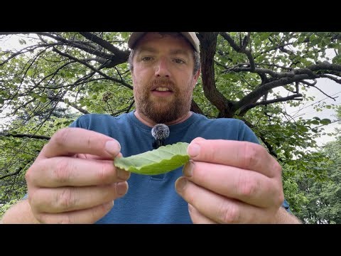 Eastern Redbud Identification (Cercis canadensis)