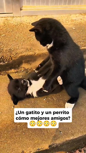 Gatito y perrito tiernos jugando #curiosidades #mascotas #animals #SabiasQue #animales | Animalitos Tiernos Y Divertidos