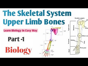 Human Skeletal System - Upper Limb Bones | Class11 Biology | Part-1 #biology #lifescience