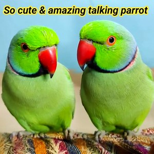 Top and best talking parrot in the world | BIRD 24