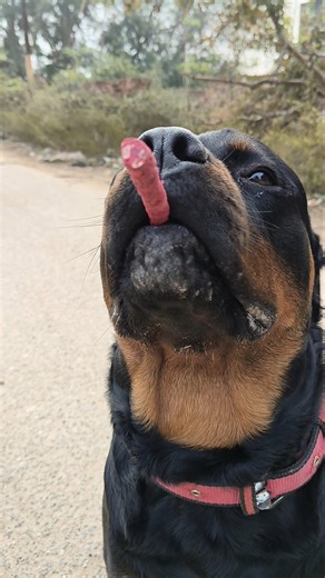 Rottweiler treat control Training 😍 #session #224 #rottweiler #shorts