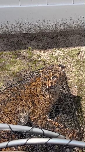 17K views · 523 reactions | Wild Bobcat Rescue June 3, 2023 PART 4...