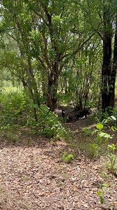 685K views · 3.5K reactions | Mob of small stuff got the pass, didn’t wanna push any better pigs off our little pocket…. And it worked shooting a good boar 200m further up | Bivouac Boyz | Facebook