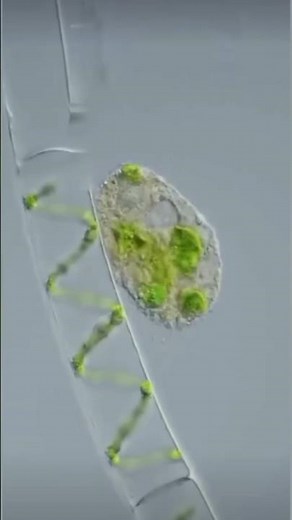 A real Vampire Amoeba that drinks... cytoplasm! 😱