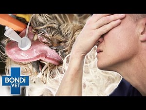 Post Surgery Heartbreaking Call To Dog's Owner Fighting Tumor 💔 | Bondi Vet